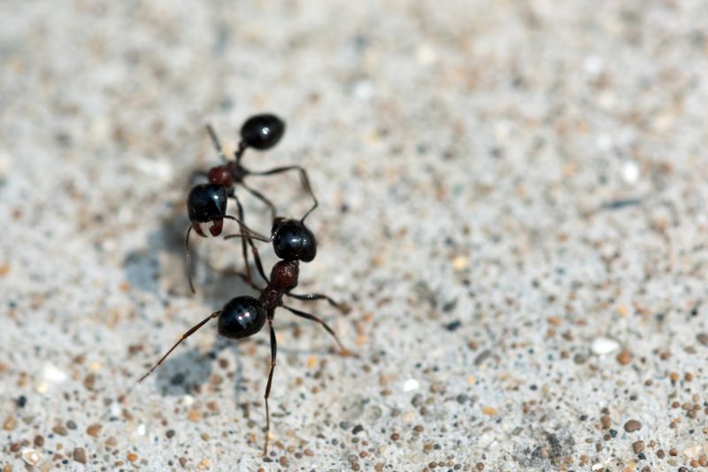 Ants Extermination Service
